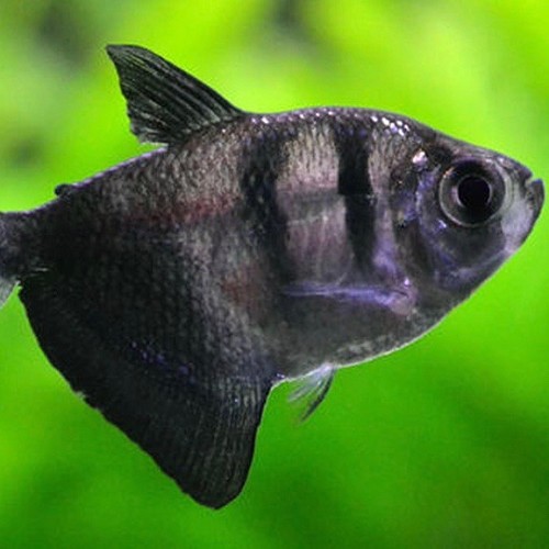 Gymnocorymbus ternetzi - Tetra noir M